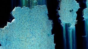 Peter R. Pollmann, bleu